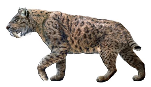 A saber-toothed cat walking, showcasing its distinctive long fangs and spotted fur.