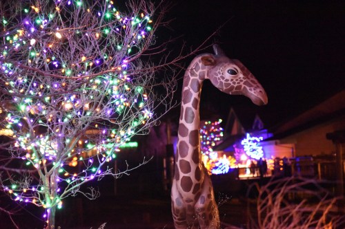 A giraffe statue stands beside a tree adorned with colorful lights at night.