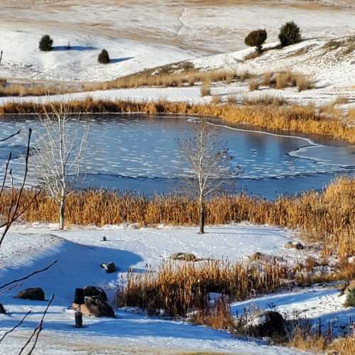 A serene winter landscape featuring a frozen pond surrounded by snow, grasses, and sparse trees.