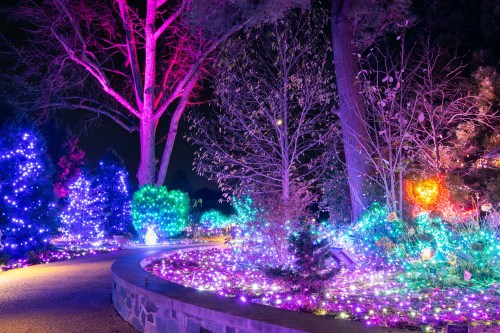 A vibrant garden illuminated with colorful lights, featuring trees and shrubs in various hues against a night sky.