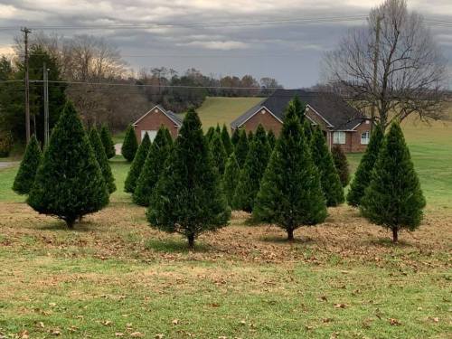 A row of evergreen trees in a grassy field, with a house and cloudy sky in the background.