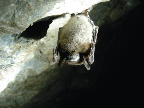 A bat hanging upside down from a rocky surface in a dimly lit cave.