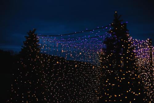 A night scene featuring trees adorned with blue and warm white string lights against a dark sky.