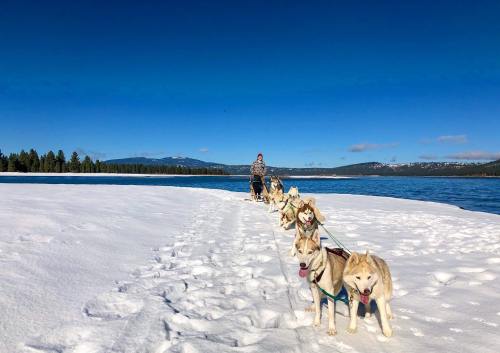 A person sledding with a team of huskies on a snowy landscape beside a lake under a clear blue sky.