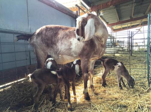 A mother goat stands in a barn with three playful kids around her, surrounded by straw and wooden fencing.
