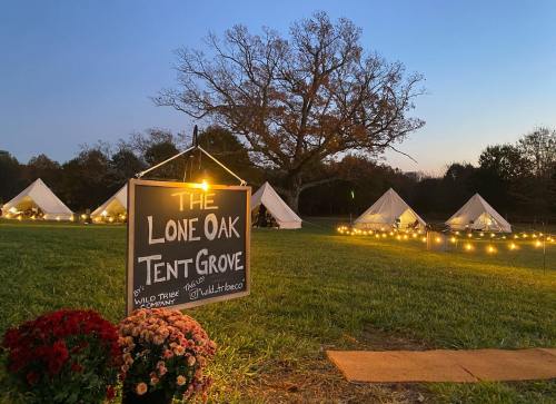 A sign for "The Lone Oak Tent Grove" with tents and string lights in a grassy area at dusk, surrounded by trees.