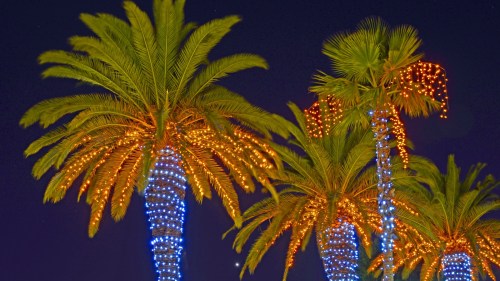 Palm trees adorned with vibrant orange and blue lights against a dark night sky.