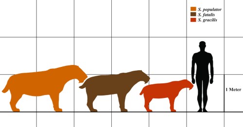 Illustration comparing the sizes of three species of saber-toothed cats alongside a human figure for scale.