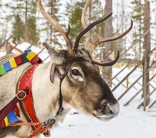 A close-up of a reindeer adorned with colorful harnesses, set against a snowy forest background.