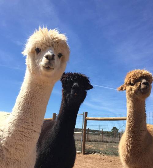Three alpacas with fluffy coats stand together in a sunny outdoor setting, with a blue sky in the background.