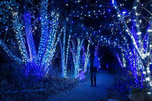 A child in a pink coat plays on a path surrounded by trees adorned with blue and white lights at night.