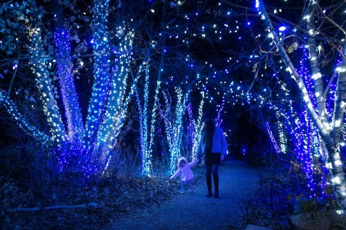 A child in a pink coat plays on a path surrounded by trees adorned with blue and white lights at night.