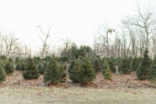 A field of evergreen trees with bare branches in the background, surrounded by fallen leaves.