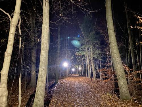 A dimly lit forest path at night, lined with tall trees and scattered autumn leaves, illuminated by a distant light.