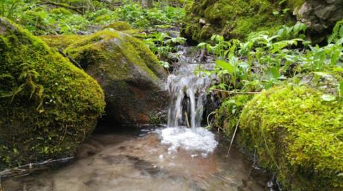 A small stream flows over moss-covered rocks, surrounded by lush green foliage in a serene natural setting.