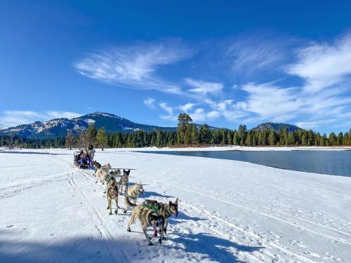 A dog sled team travels across a snowy landscape with mountains and a clear blue sky in the background.