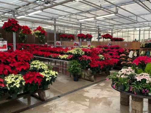 A greenhouse filled with vibrant red and white poinsettias, arranged on tables with a bright, spacious interior.