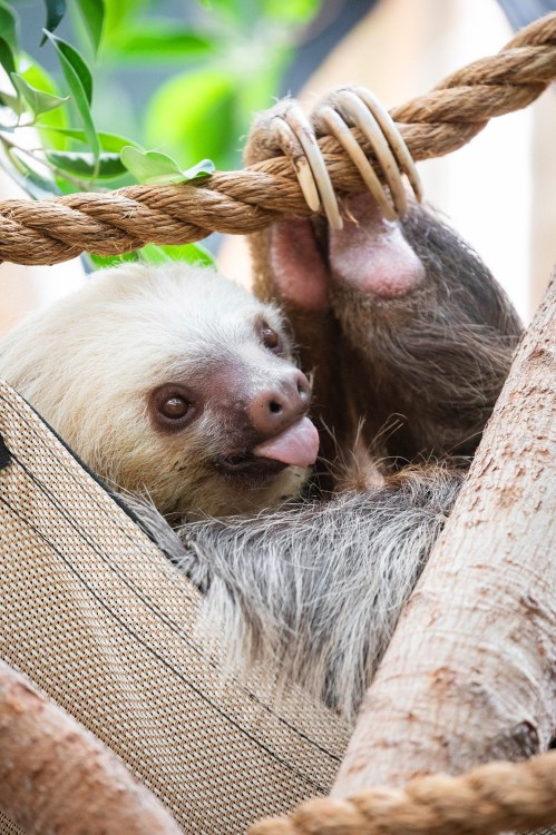 A sloth hanging upside down from a rope, sticking out its tongue, surrounded by greenery.