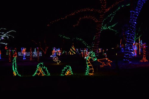 Colorful holiday lights illuminate a dark park, featuring various festive shapes and designs.