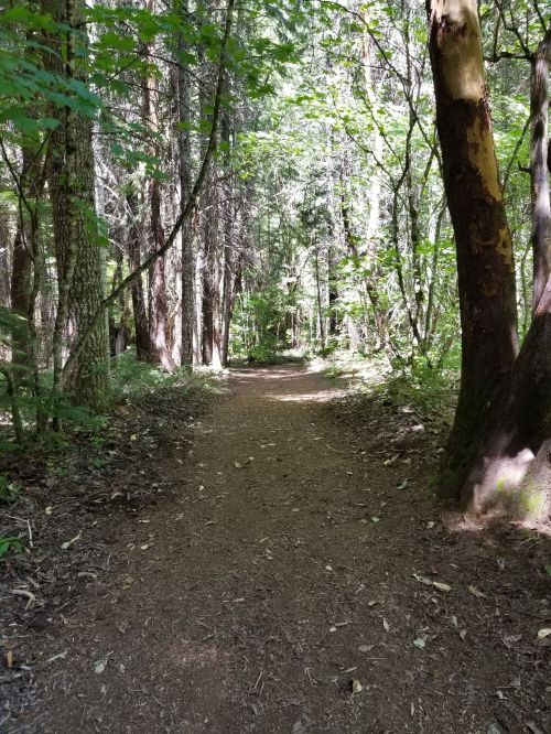 A serene forest path surrounded by tall trees and dappled sunlight filtering through the leaves.