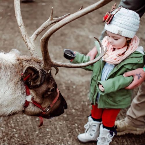 A young girl in a green jacket and hat interacts with a reindeer, while an adult holds her hand nearby.