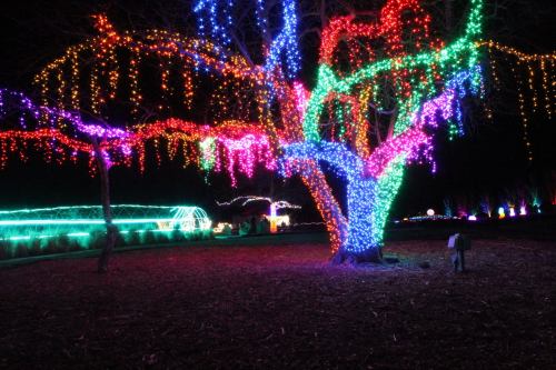 A brightly lit tree adorned with colorful lights in a nighttime setting, with more lights visible in the background.