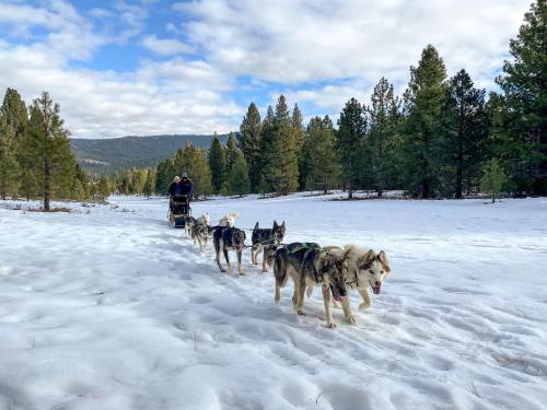 A team of sled dogs pulls a sled through snowy terrain, surrounded by pine trees and mountains under a cloudy sky.