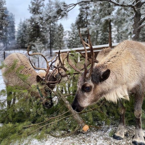Two reindeer nibble on a fallen tree branch in a snowy landscape, surrounded by evergreen trees.