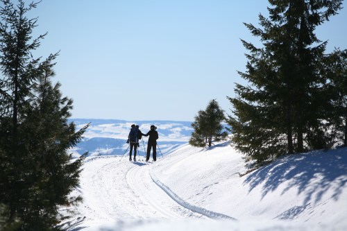 Two skiers hold hands on a snowy trail, surrounded by evergreen trees and a clear blue sky.