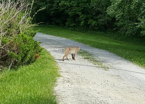 A bobcat walking along a gravel path surrounded by greenery and trees.