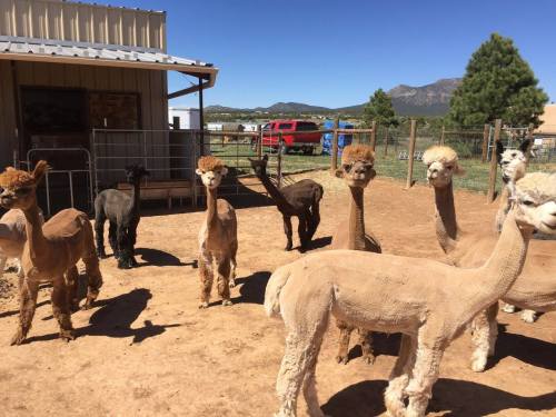 A group of alpacas stands in a sunny outdoor pen with mountains in the background and a building nearby.