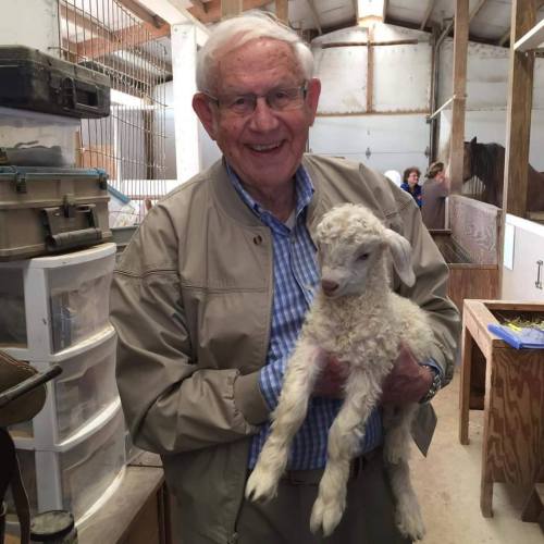 An elderly man smiles while holding a fluffy white lamb in a barn setting.