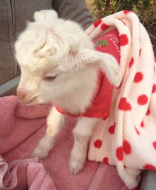 A small white goat wearing a red shirt sits wrapped in a polka dot blanket, looking curiously to the side.