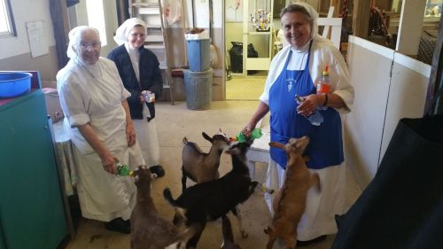 Three women in nun habits feed baby goats in a barn, surrounded by playful animals.