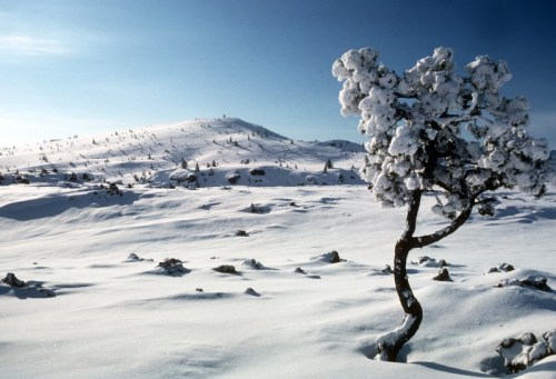 A snowy landscape with a solitary tree and a distant hill under a clear blue sky.