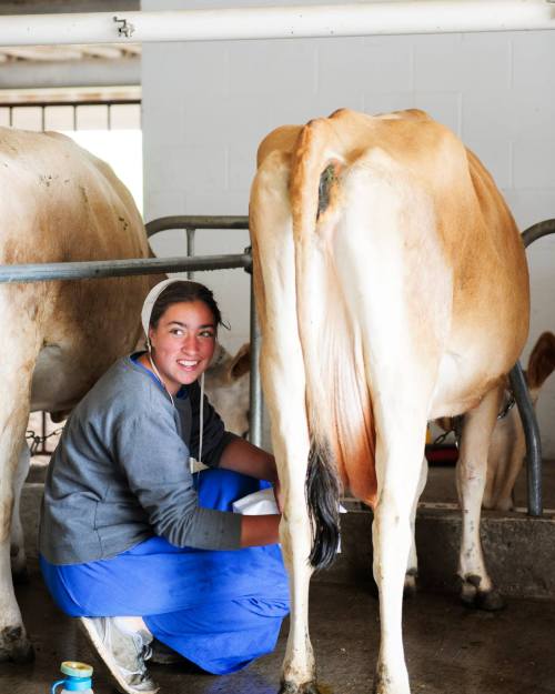 A woman in a blue outfit milking a cow in a barn, smiling at the camera.