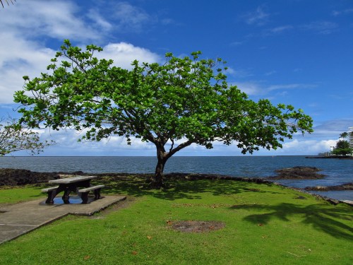 A lush green tree stands by the shore, overlooking calm waters under a bright blue sky with scattered clouds.