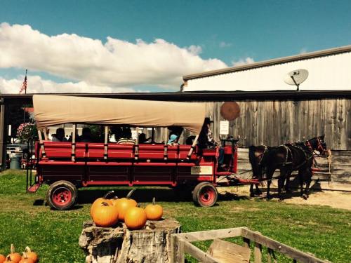 A horse-drawn wagon with passengers parked near a barn, surrounded by pumpkins on the ground.
