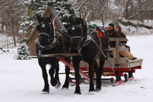 Two black horses pull a wooden sled through a snowy landscape, with people seated on the sled. Pine trees in the background.