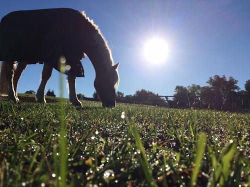 A horse grazes on dewy grass under a bright sun in a clear blue sky.