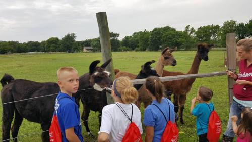 A group of children in red backpacks interacts with llamas at a farm, surrounded by green fields and trees.