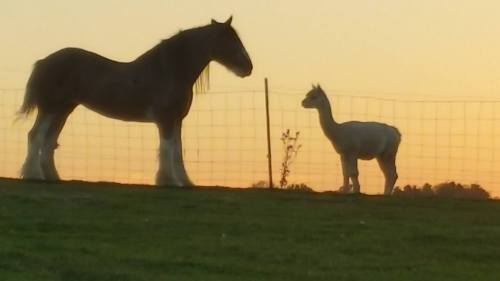 Silhouettes of a horse and an alpaca facing each other against a sunset backdrop.