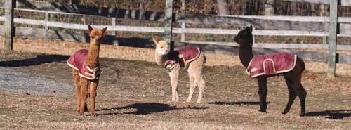 Three alpacas wearing maroon blankets stand in a grassy area with a wooden fence in the background.