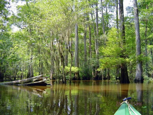 A serene swamp scene with tall trees reflecting in calm water, surrounded by lush greenery and a kayak in the foreground.