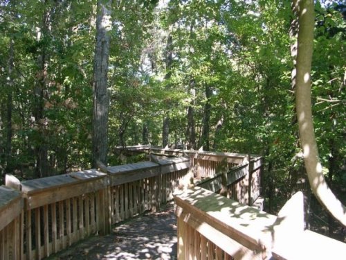 A wooden boardwalk winding through a lush green forest with trees and sunlight filtering through the leaves.