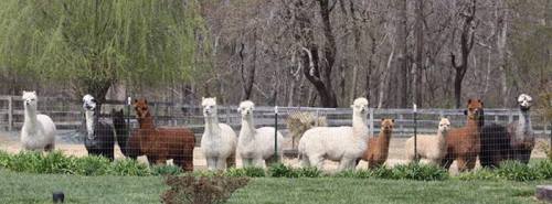 A group of ten alpacas of various colors standing behind a fence in a grassy area with trees in the background.