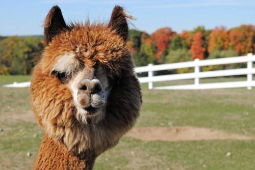 A close-up of a fluffy alpaca with a scenic background of colorful autumn trees and a white fence.