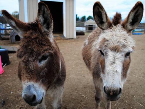 Two donkeys stand close together in a farmyard, with a barn and other structures in the background.
