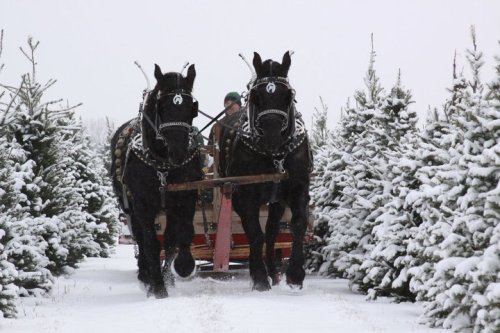 Two black horses pull a sled through a snowy path lined with evergreen trees. A person rides on the sled.