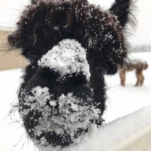 A close-up of a fluffy black alpaca with snow on its nose, set against a snowy background.
